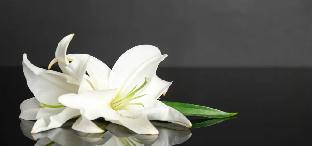 How to Organize a Celebration of Life