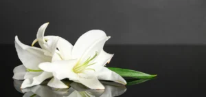 How to Organize a Celebration of Life