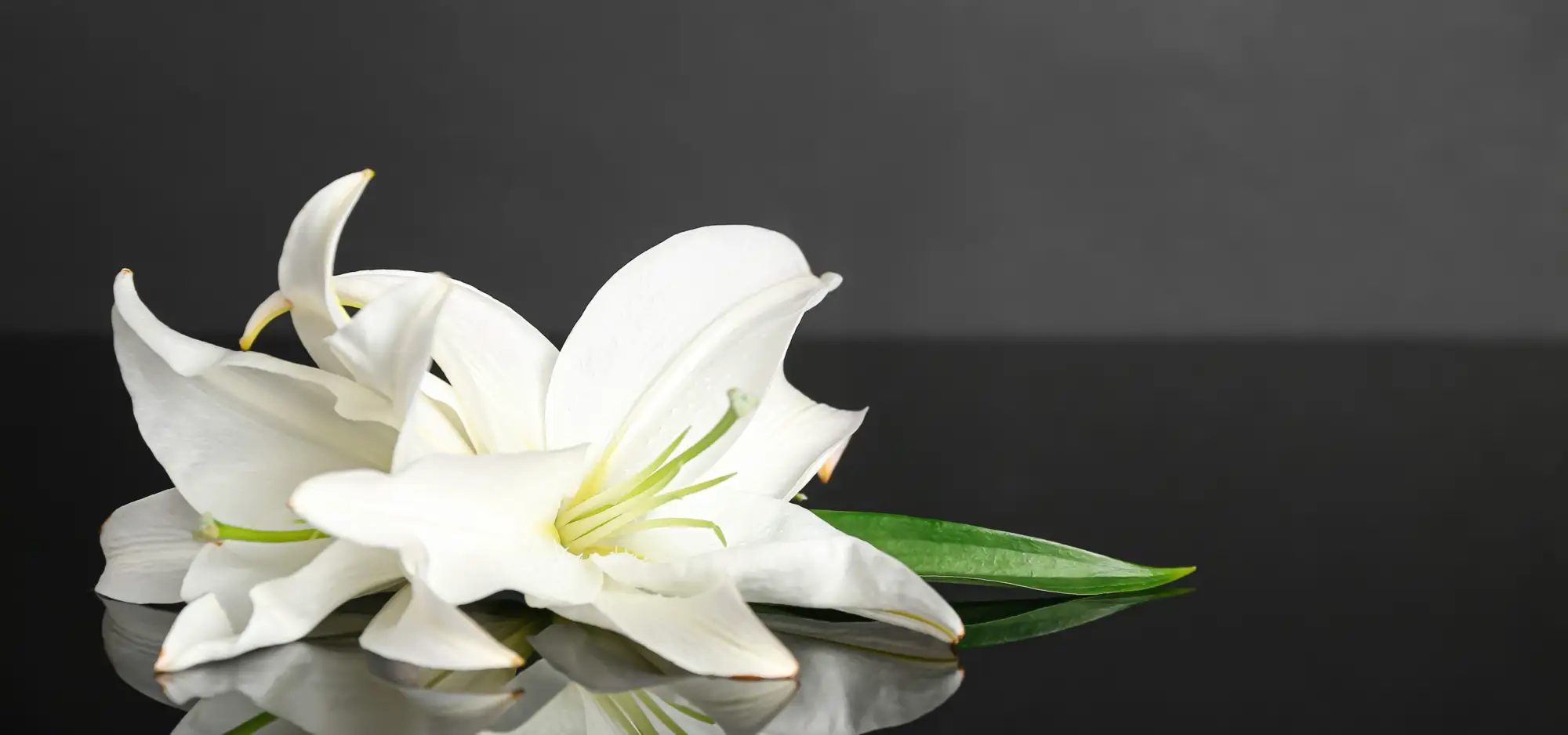 How to Organize a Celebration of Life