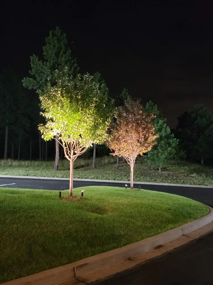 Tree uplighting at The Lodge at Cathedral Pines